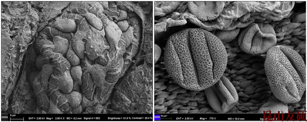 阜阳扫描电子显微镜