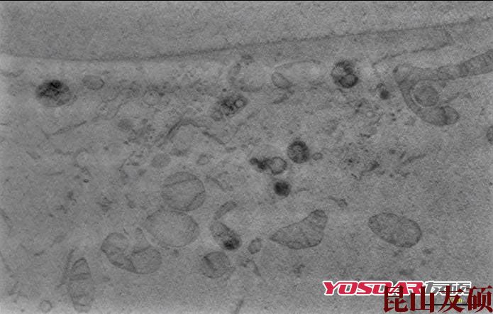 阜阳蔡司双束电镜