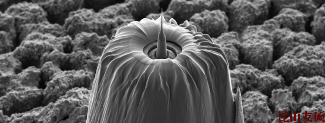 阜阳蔡司阜阳X射线显微镜